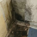 Black Mould treatment