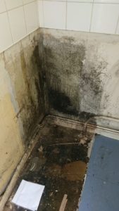 Black Mould treatment